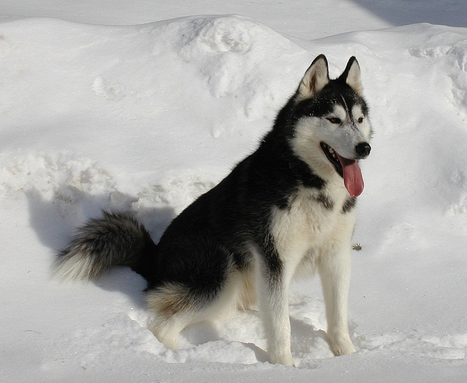 SIBIŘSKÝ HUSKY