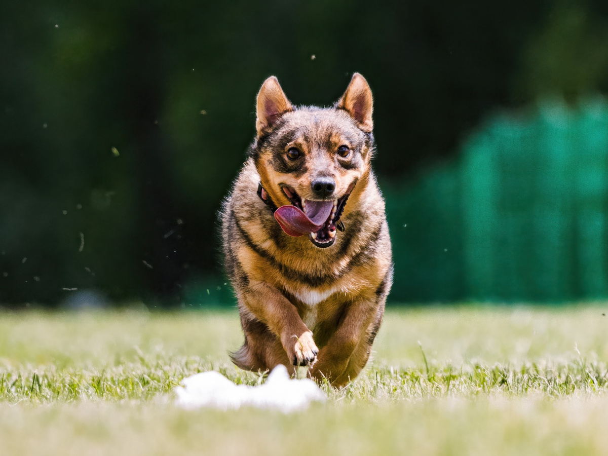 ŠVÉDSKY VALLHUND