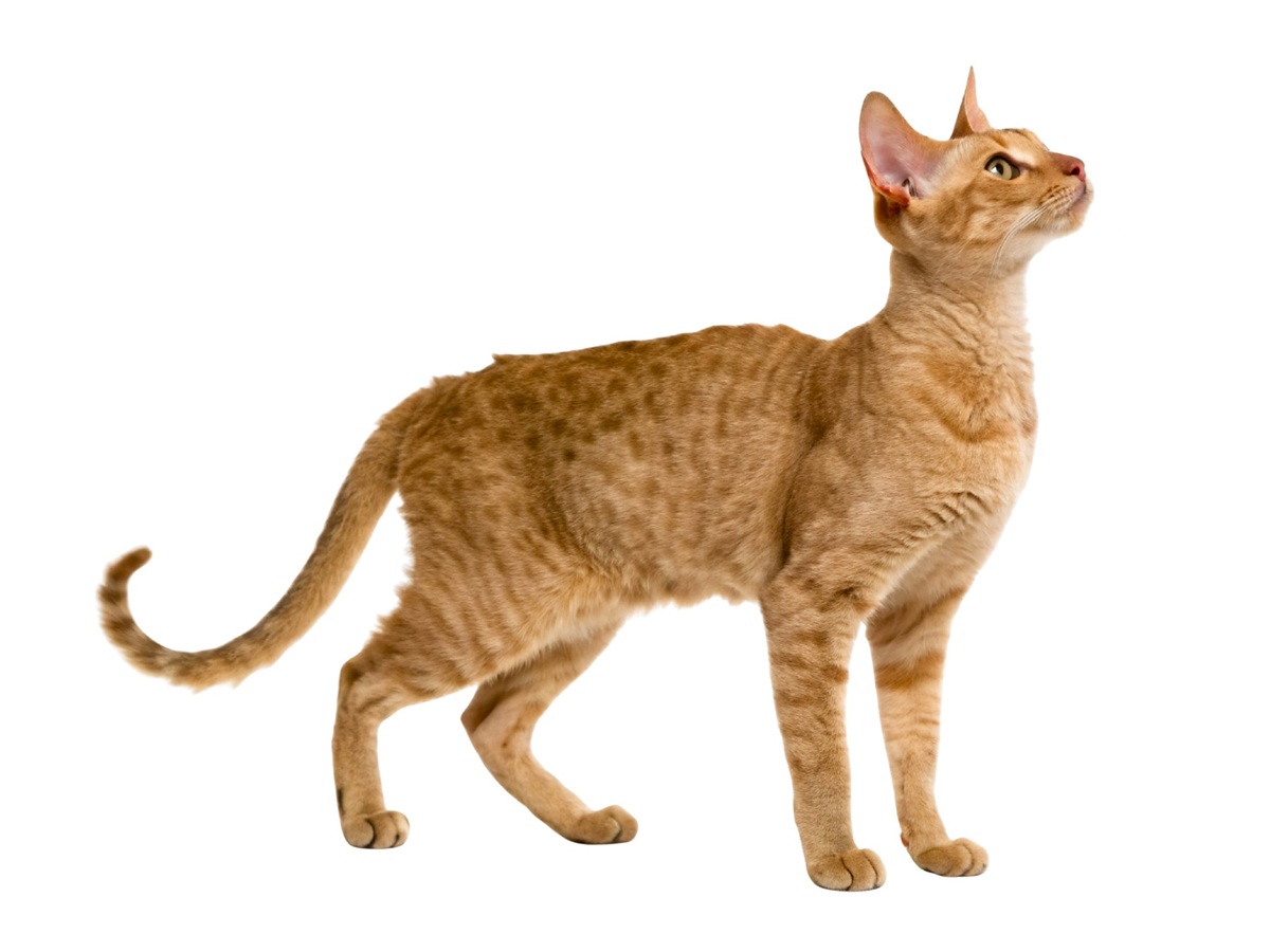 TENNESSEE REX
