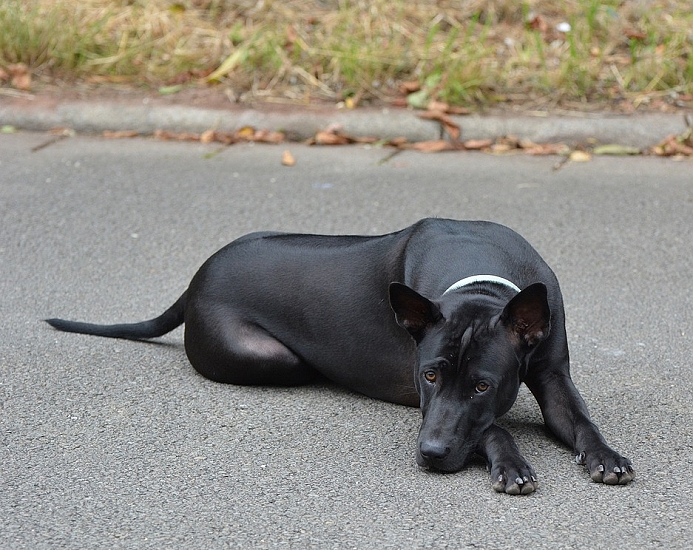 THAJSKÝ RIDGEBACK