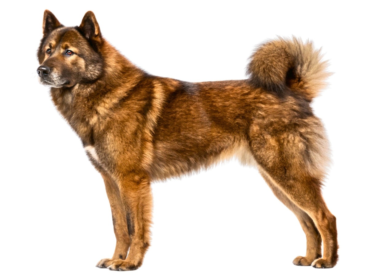 TIBETSKÁ DOGA