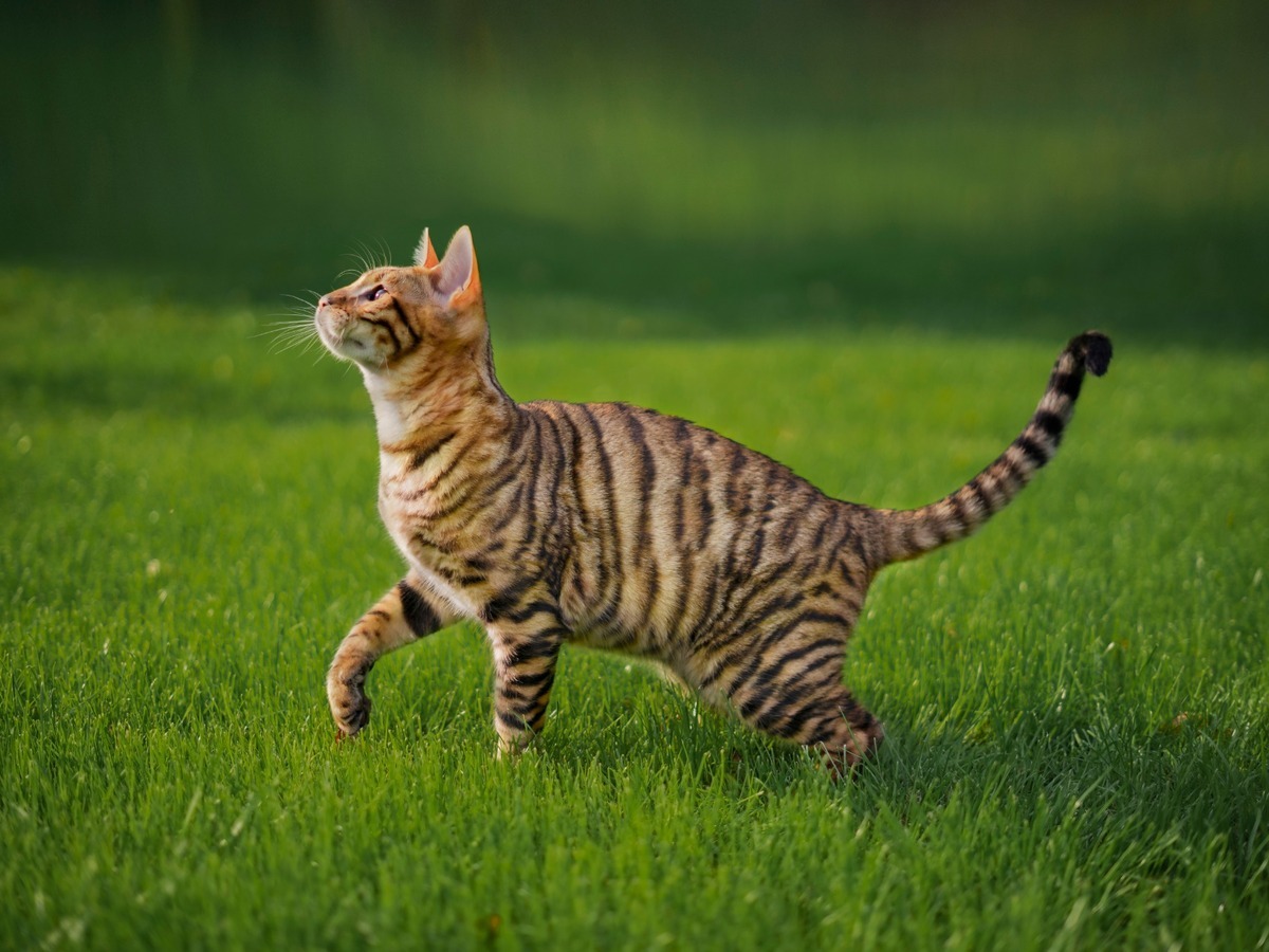 TOYGER