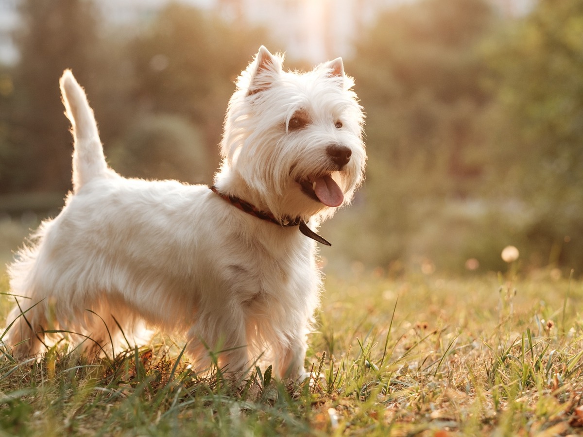 WEST HIGHLAND WHITE TERRIER