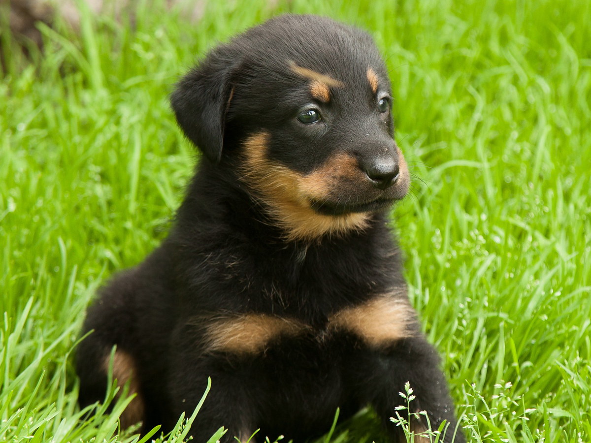 BEAUCERON