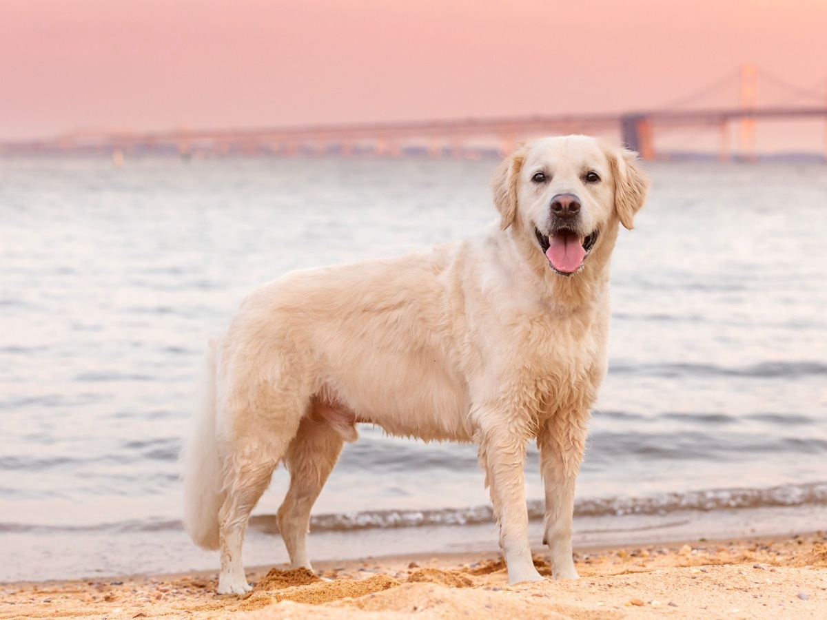 ZLATÝ RETRIEVER