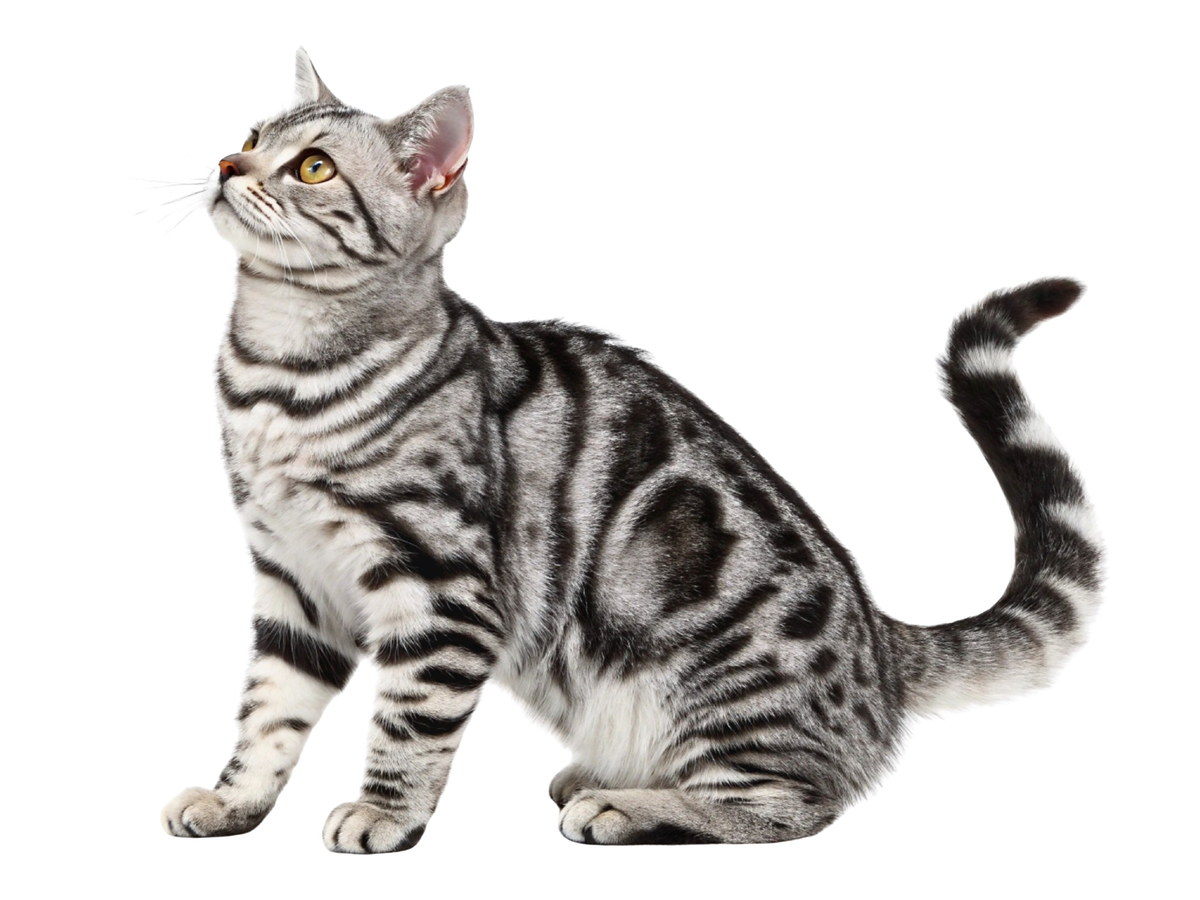 Americká krátkosrstá mačka v typickom silver tabby sfarbení