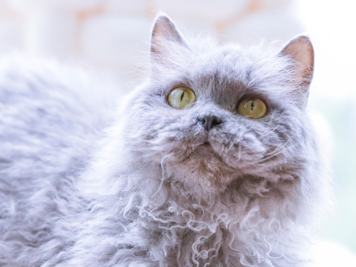 Selkirk rex dlouhosrstý s typickou kudrnatou srstí