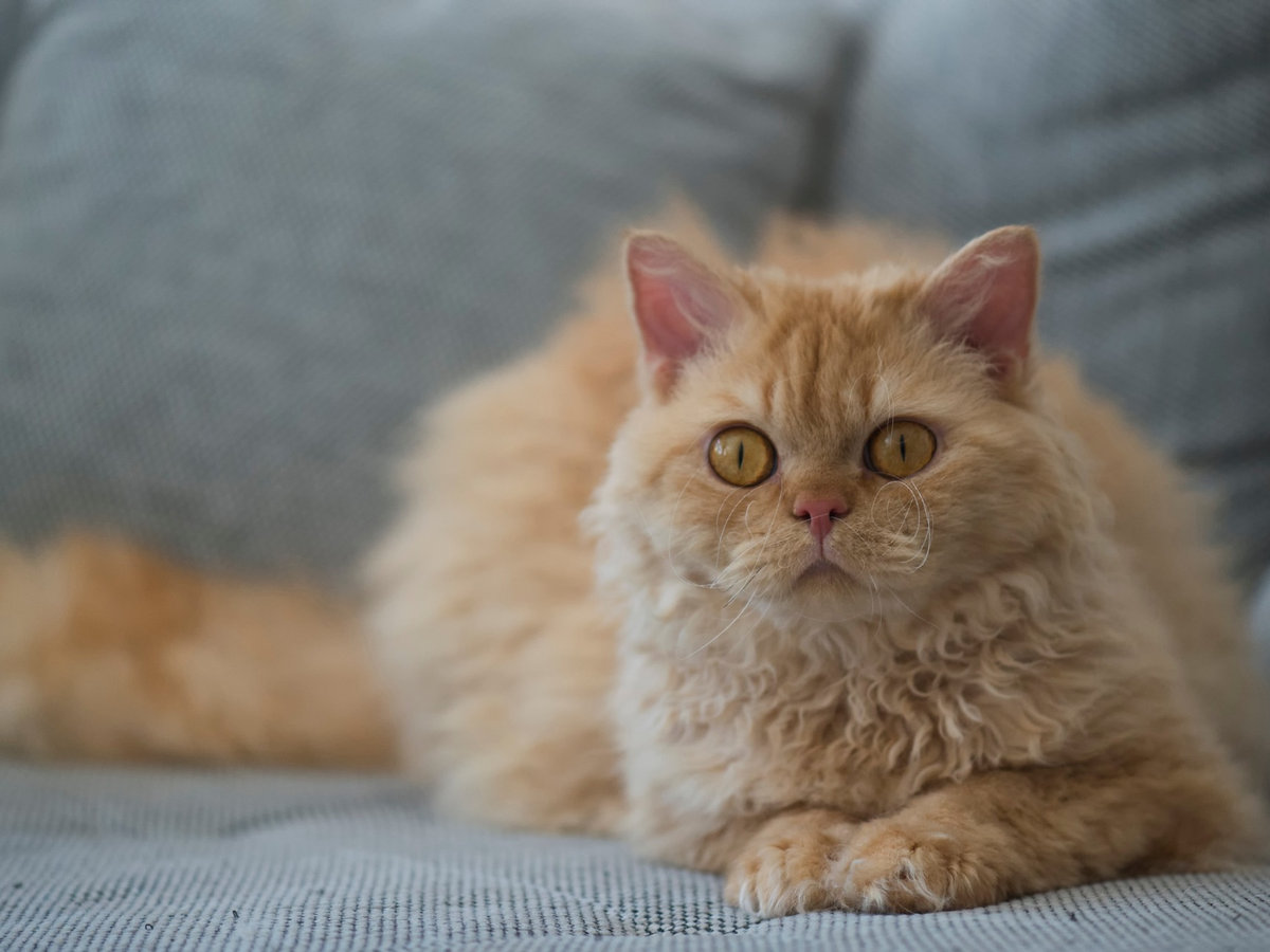 Selkirk rex dlouhosrstý v celé postavě