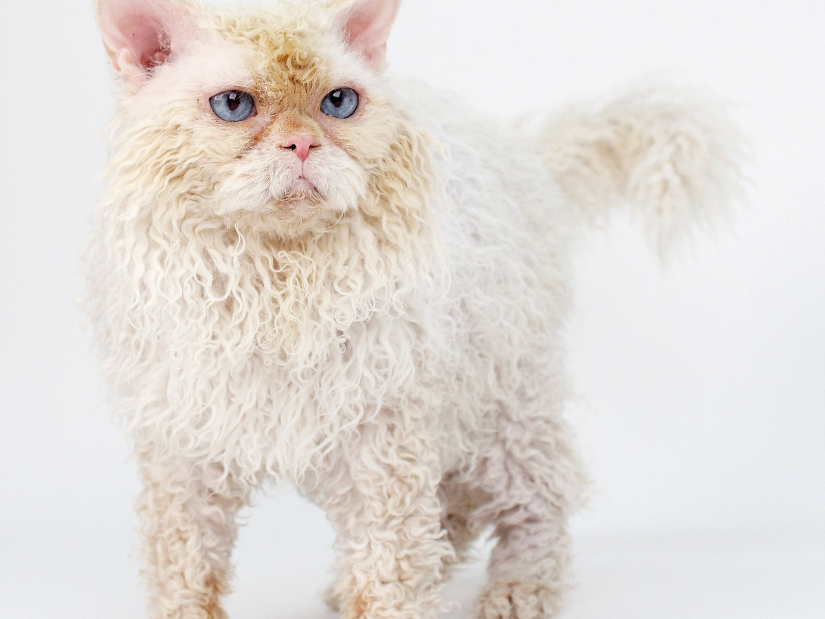 Selkirk rex dlouhosrstý v klidném domácím prostředí