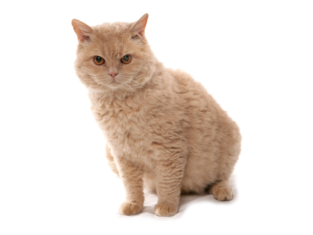 Selkirk rex dlouhosrstý v domácím prostředí