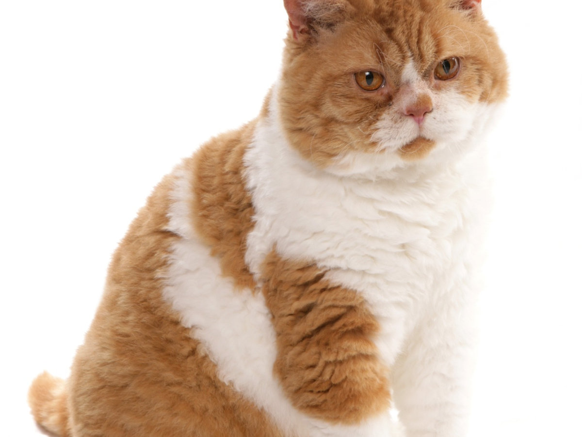Selkirk rex krátkosrstý v klidném domácím prostředí