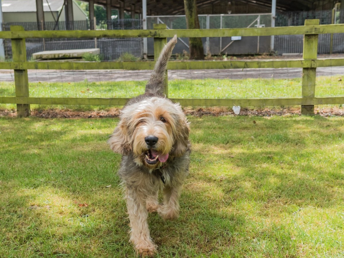 Otterhound při aktivním pohybu