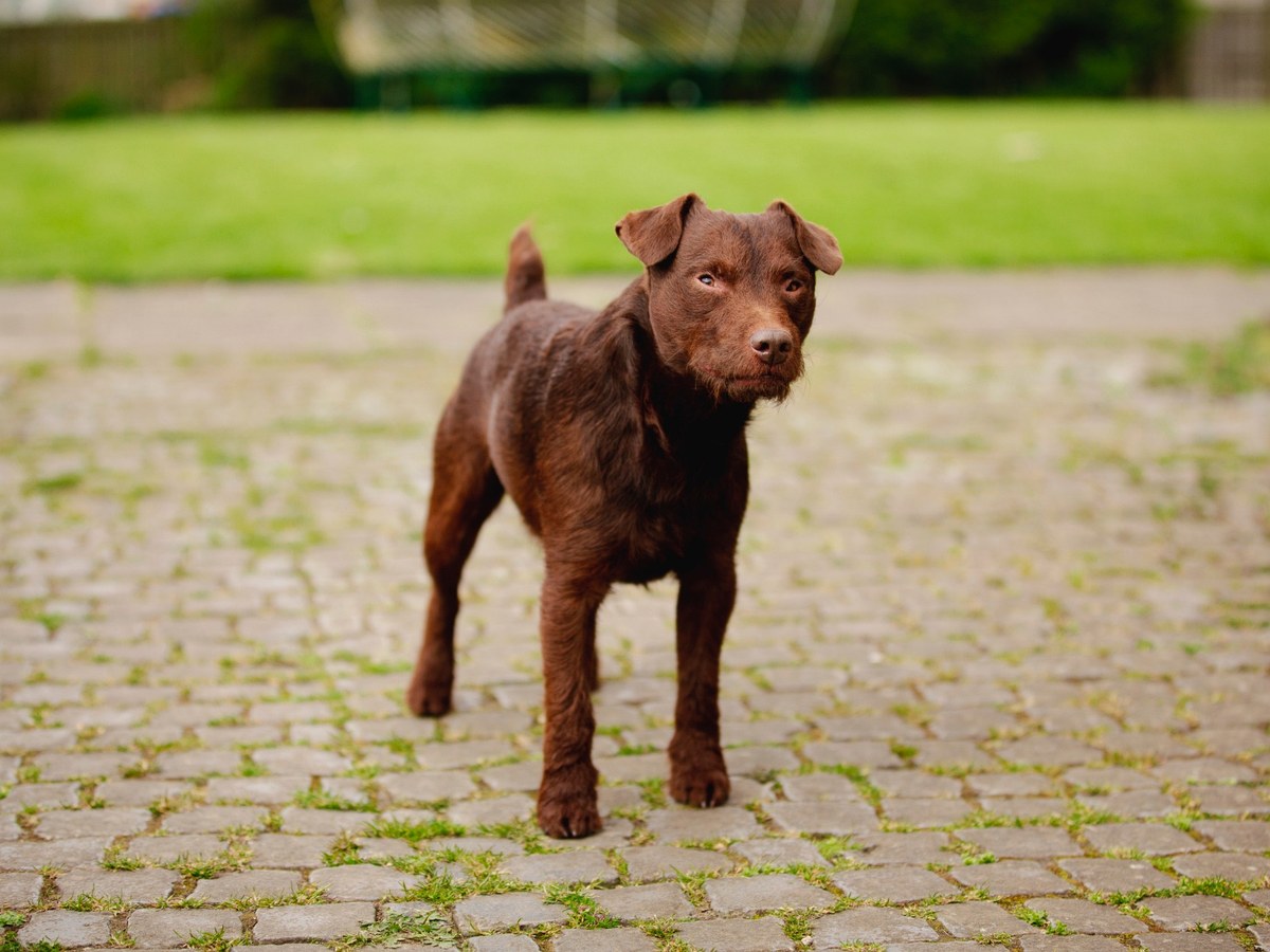 Patterdale teriér jako ilustrace péče