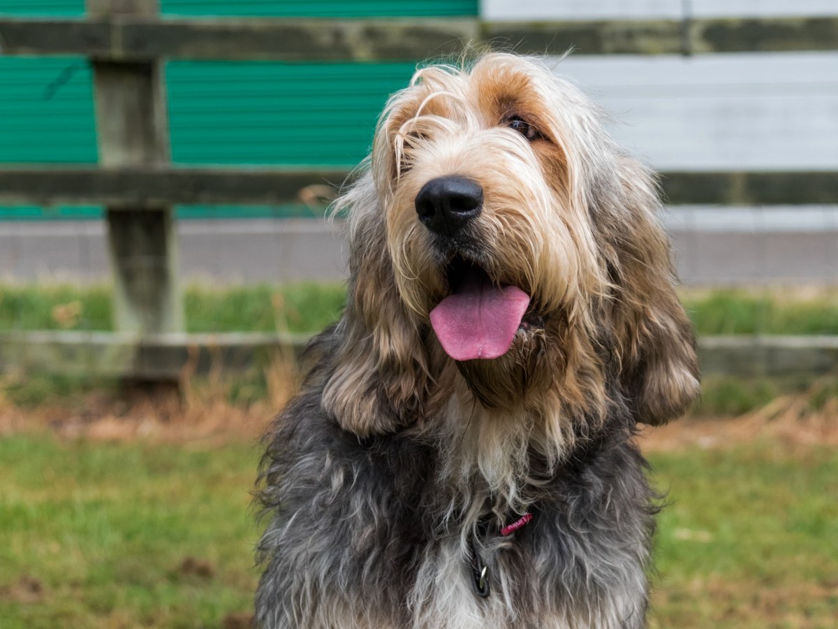 Otterhound s hustou srstí vyžadující pravidelnou péči