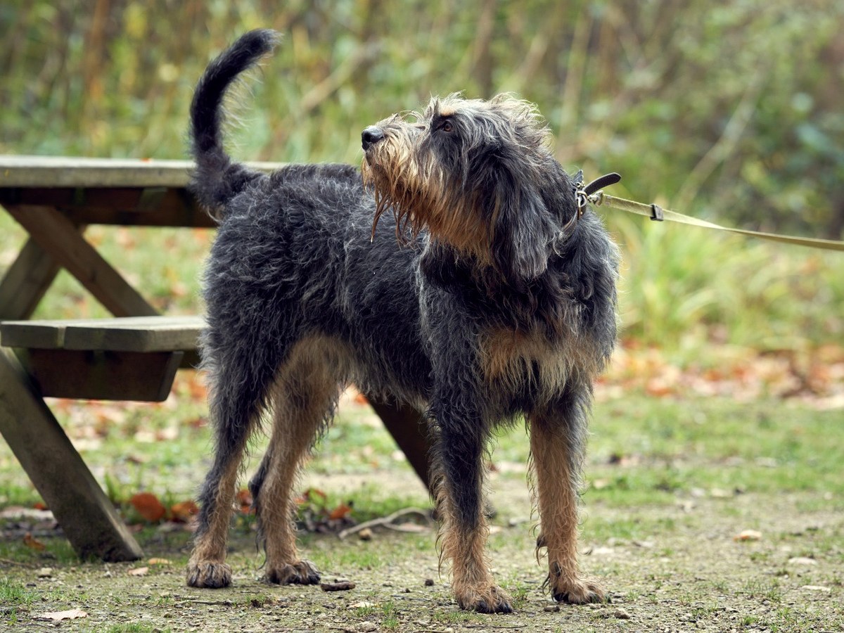 Otterhound v dobré kondici jako ilustrace zdraví plemene