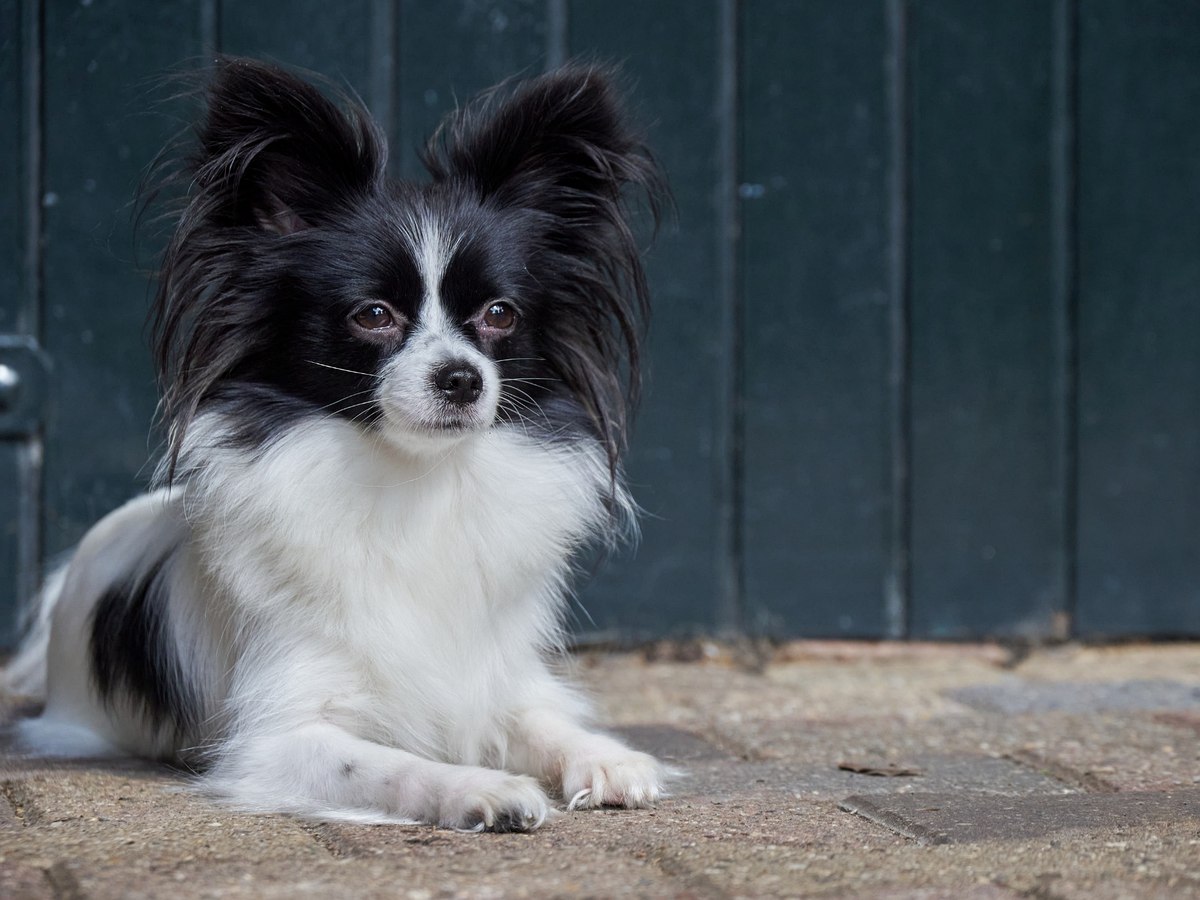 Papillon ležící venku