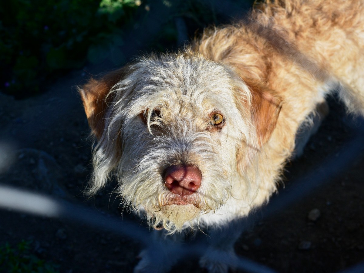 Otterhound jako ilustrace historie anglického loveckého plemene