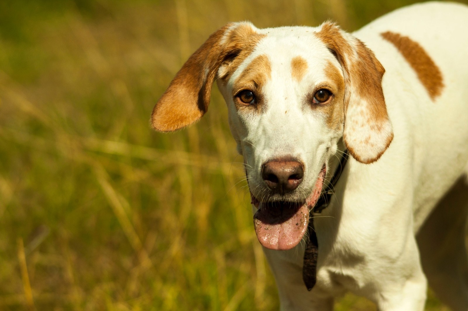 Americký foxhound s bílohnědým zbarvením v přírodě