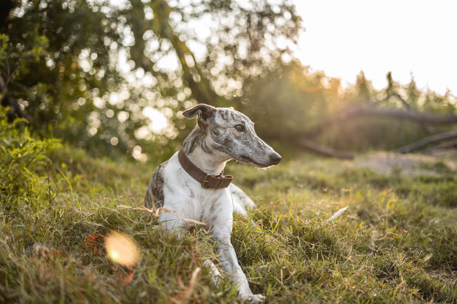 Odpočívající anglický chrt greyhound a zdravotní prevence