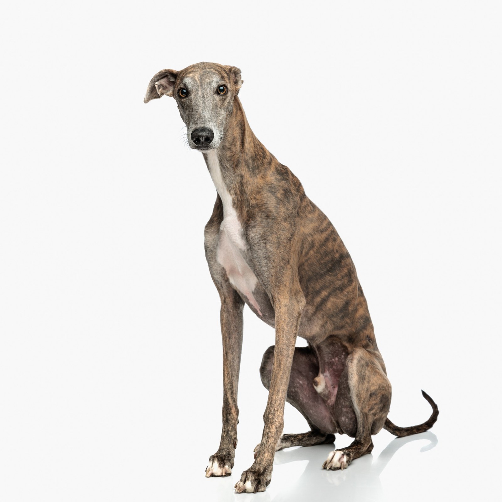Anglický chrt greyhound v elegantním postoji