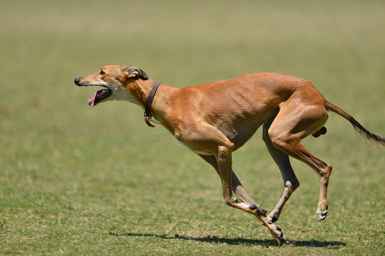 Rychlý běh anglického chrta greyhounda