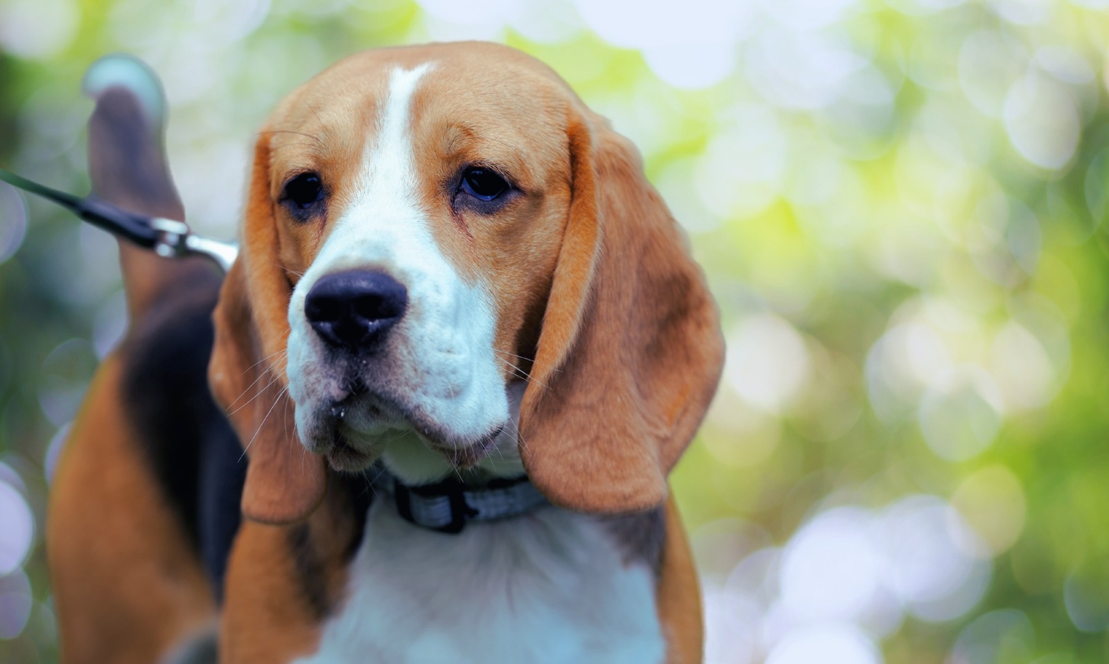 Mladý artésko-normandský basset a zdravotní prevence