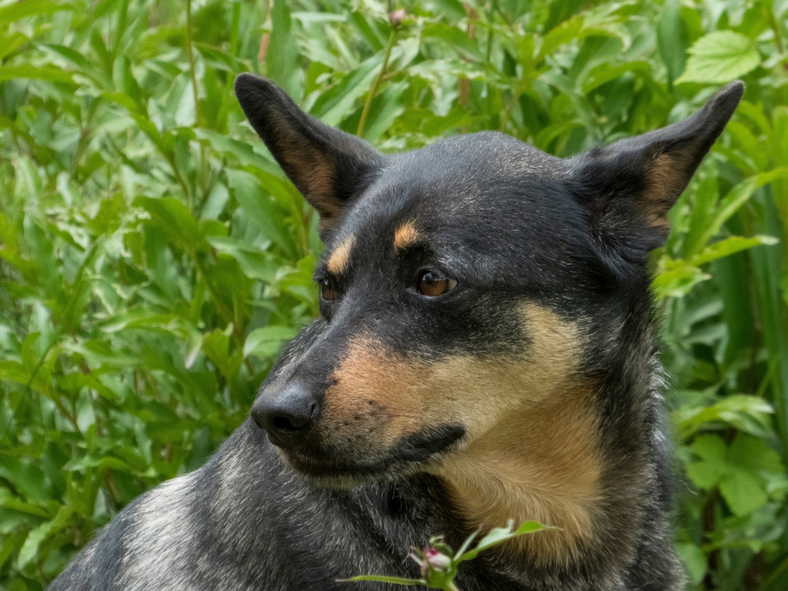 Portrét austrálskej kelpie a starostlivosť o jej krátku srsť