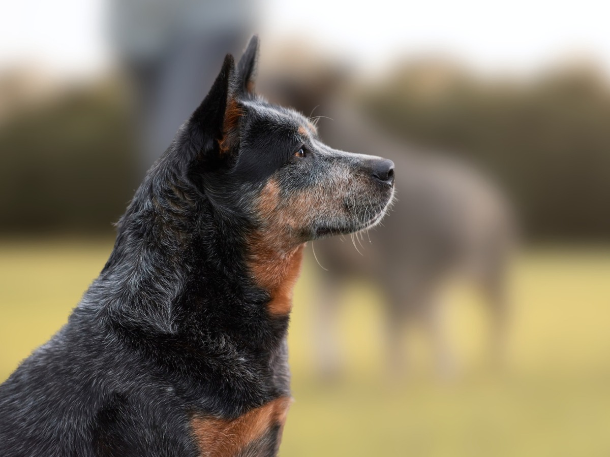 Zdraví a veterinární prevence u australského honáckého psa s krátkým ocasem