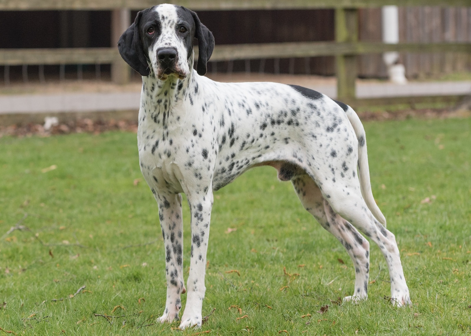 Auvergneský ohař krátkosrstý v postoji jako připomínka historie plemene