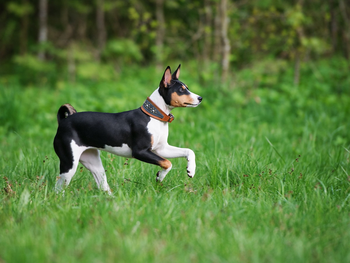 Basenji pri aktívnom pohybe