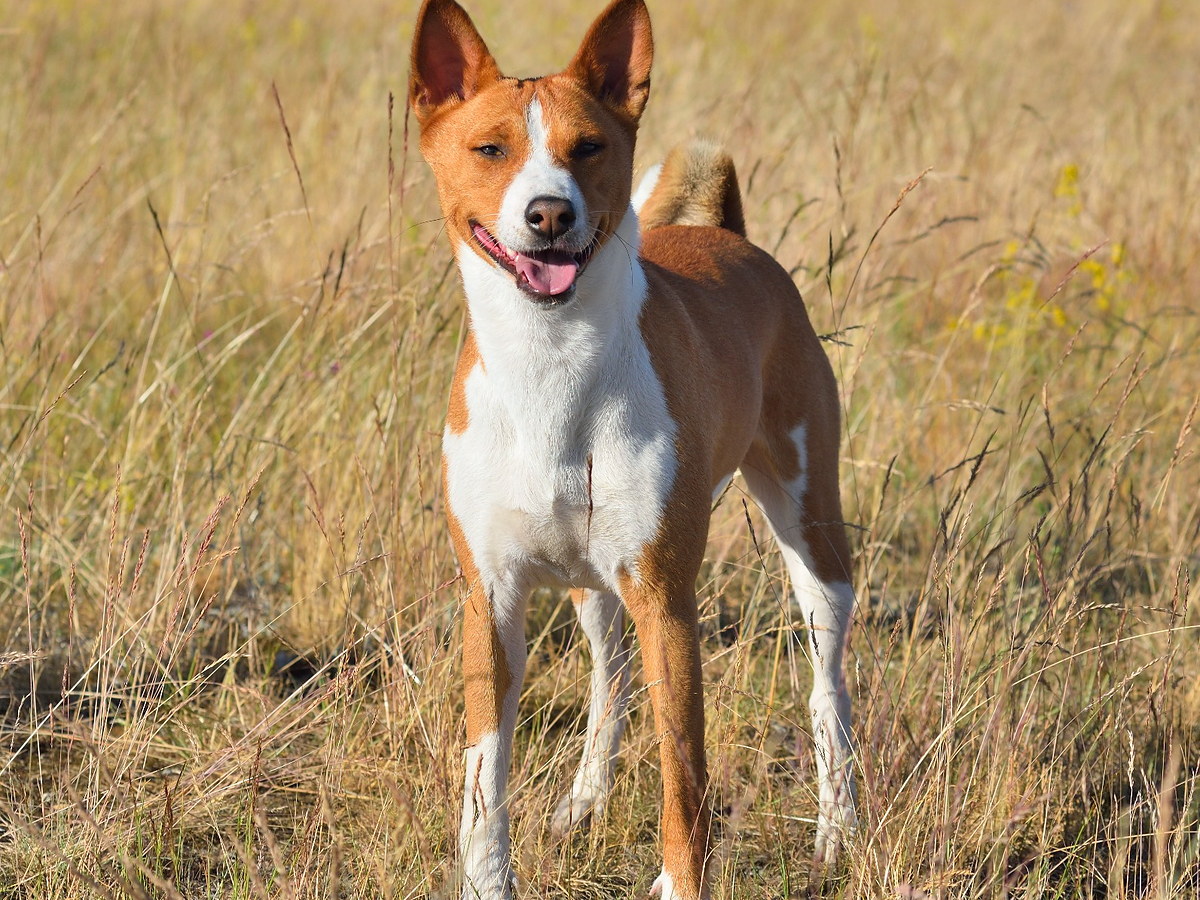 Basenji v postoji pripomínajúci jeho pôvodné lovecké využitie