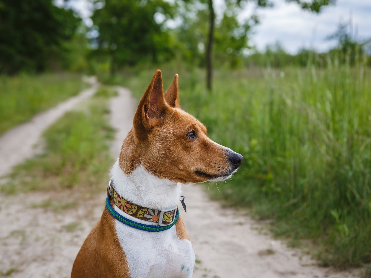 Zdravie a prevencia u plemena basenji