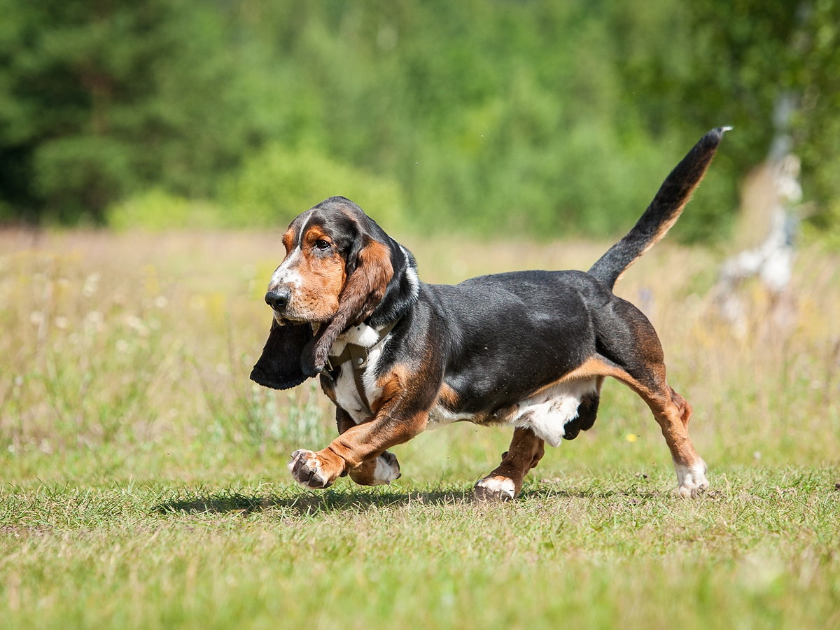 Basset Hound v pohybu na louce