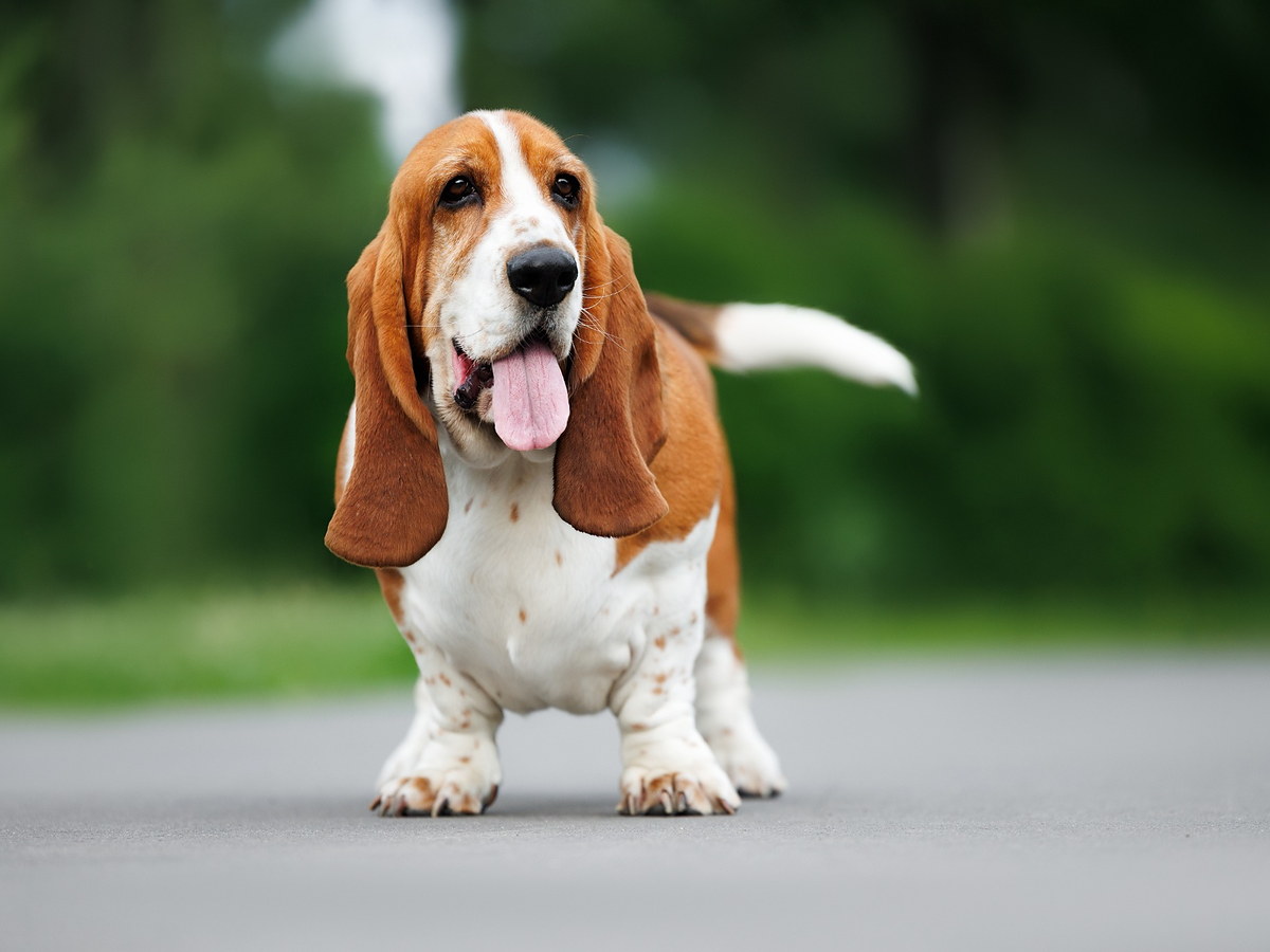 Basset Hound v klidném postoji