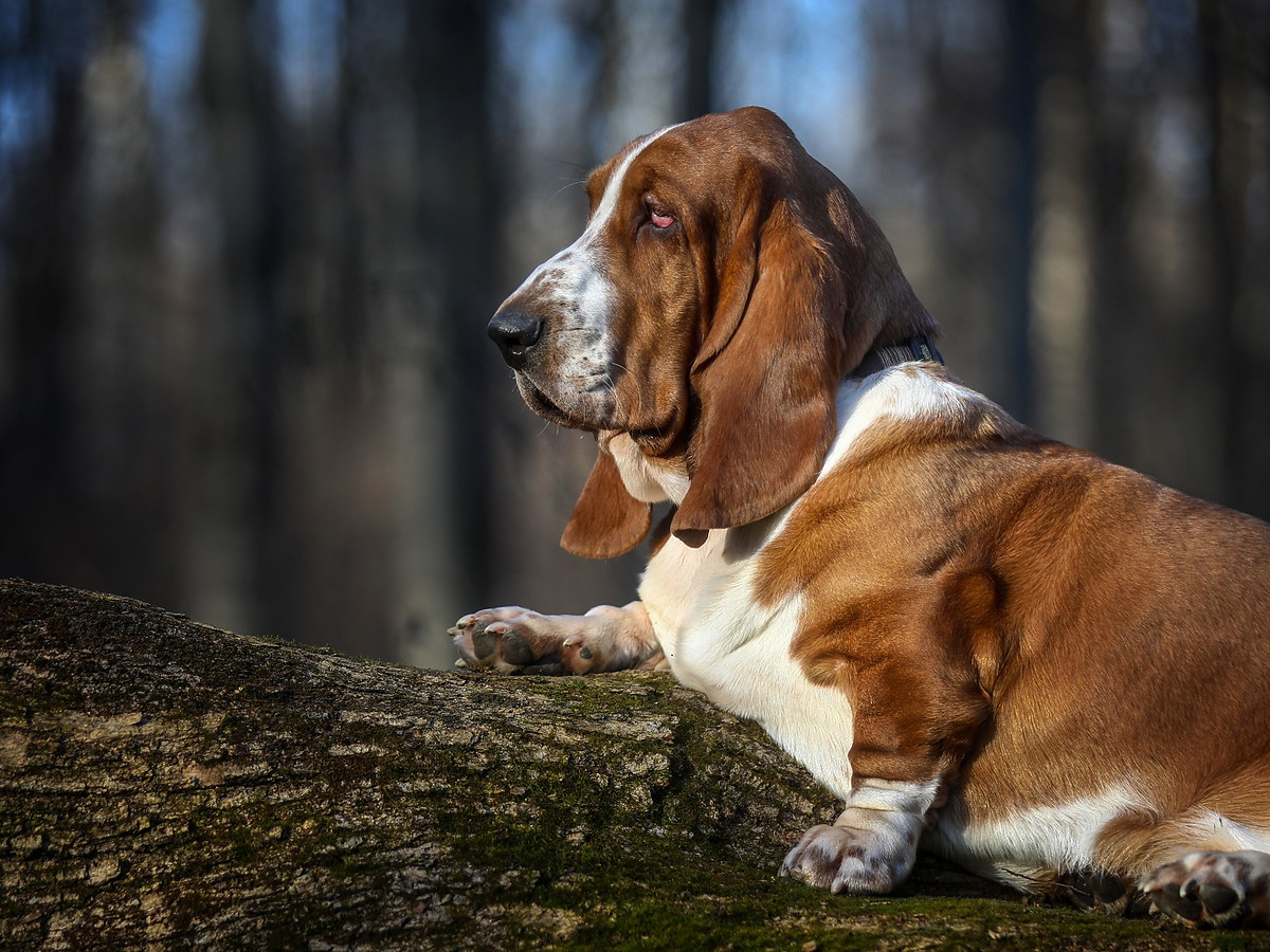 Basset Hound v přírodě na kmeni stromu