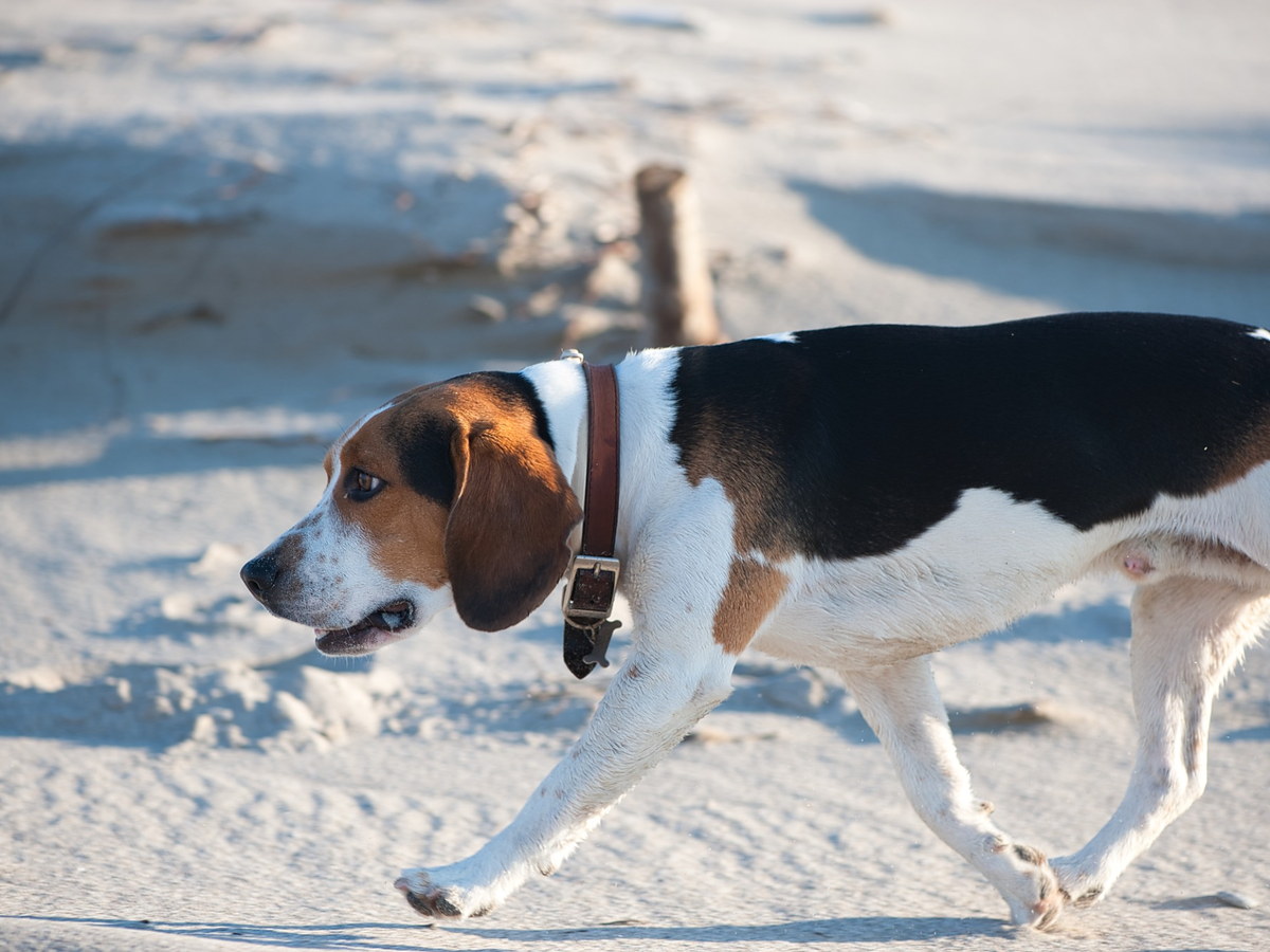 Beagle Harrier při chůzi v zimní krajině