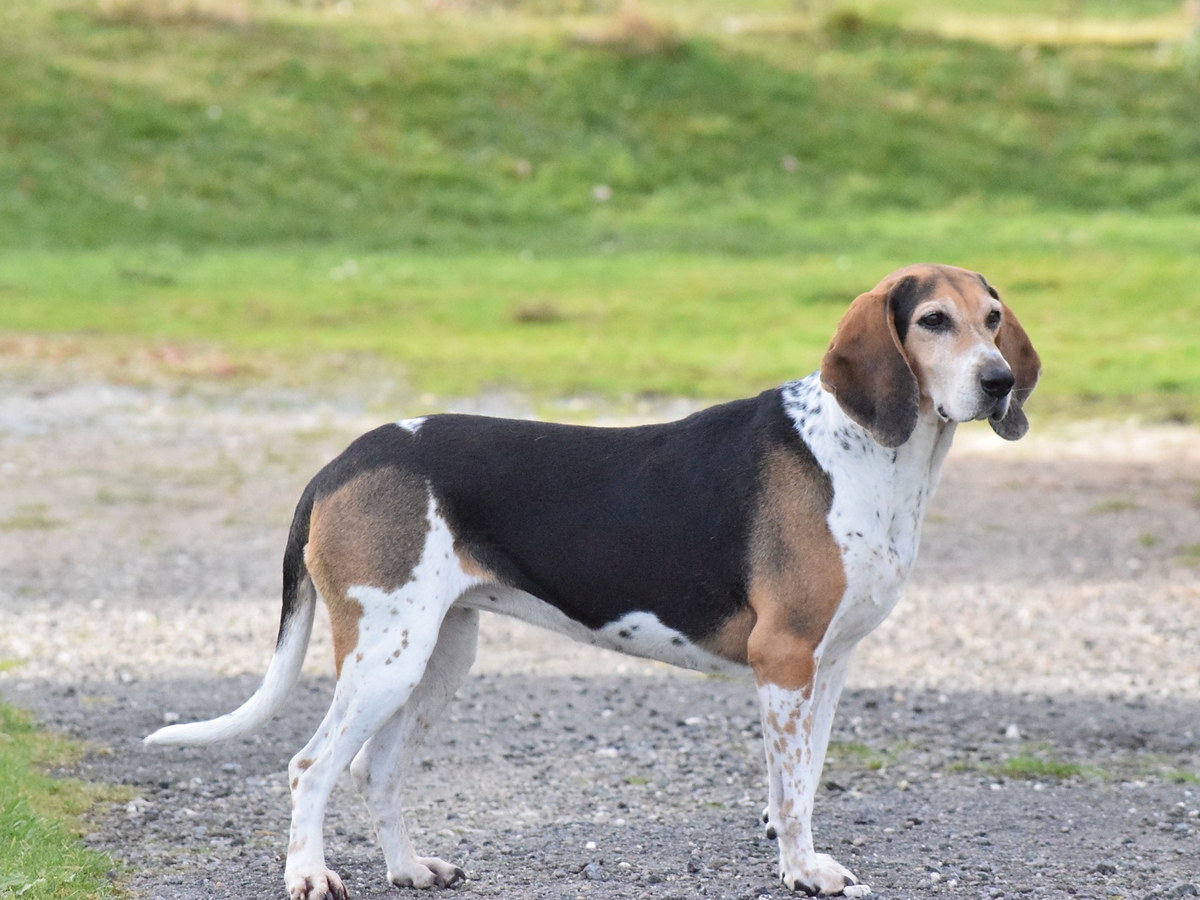 Beagle Harrier v bočním postoji