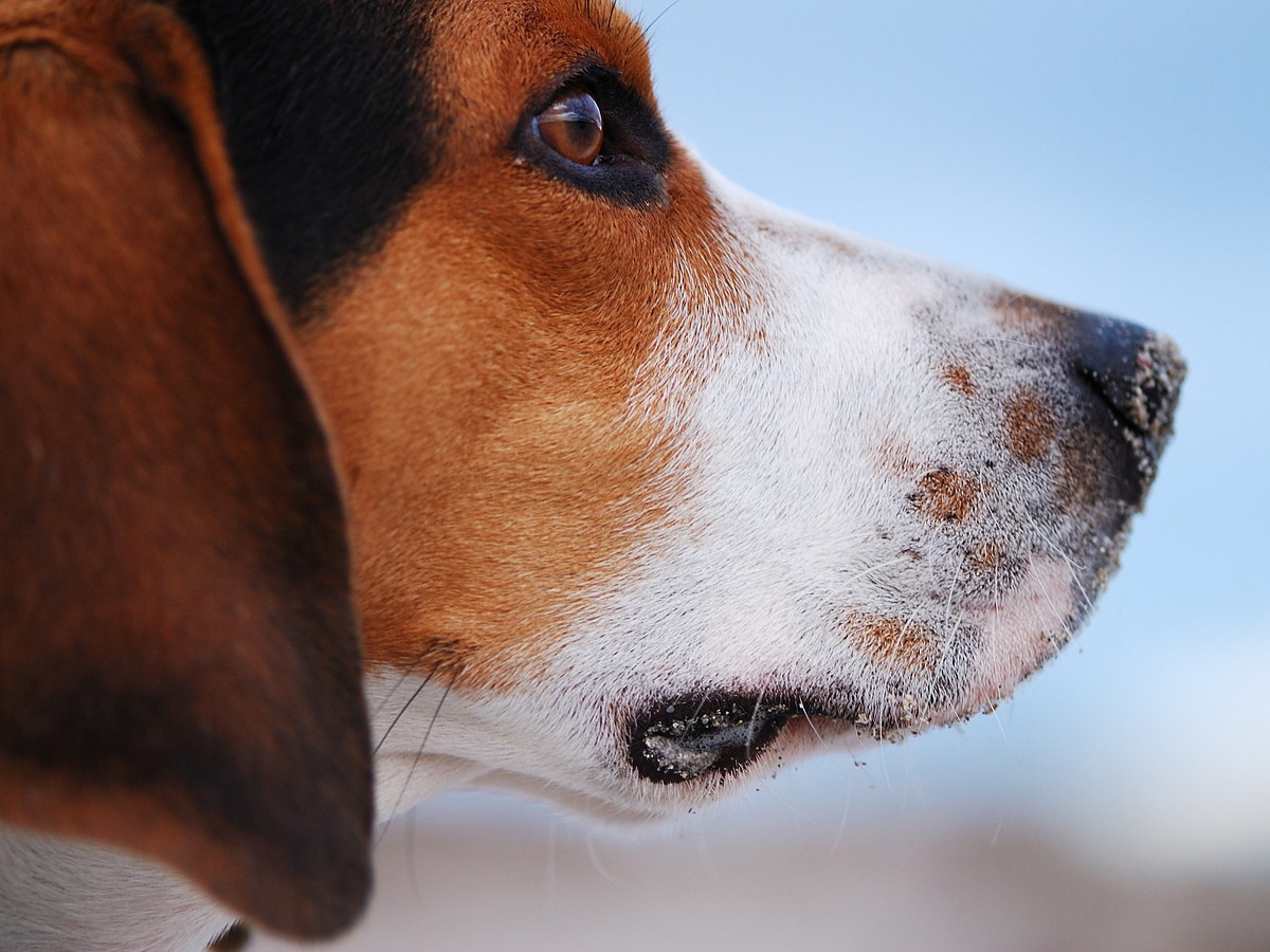 Detailní portrét Beagle Harriera