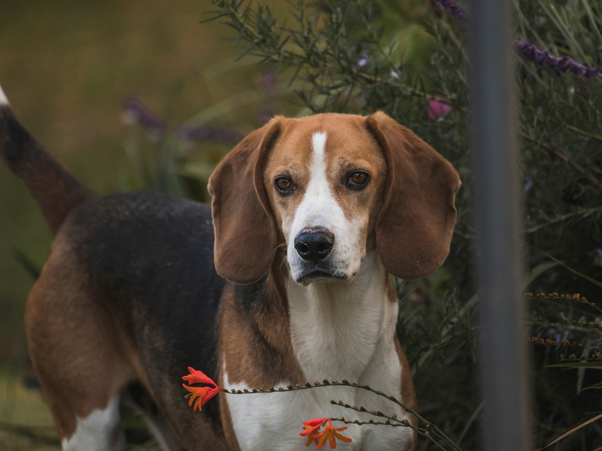 Beagle Harrier v přírodním prostředí