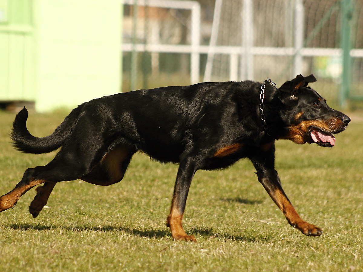 Beauceron pri aktívnom pohybe
