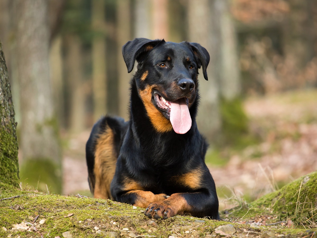 Beauceron v lese pripomínajúci jeho pracovný pôvod