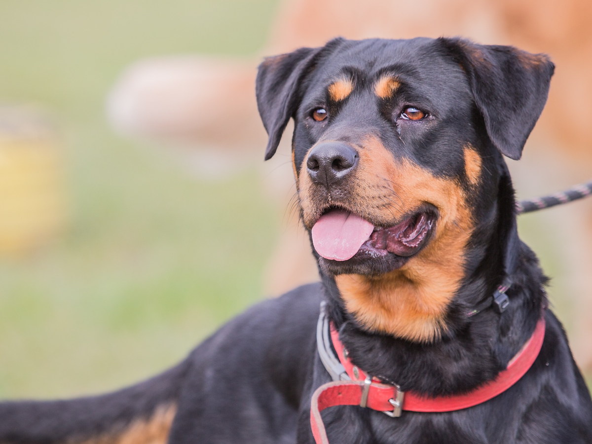 Starostlivosť o krátku srsť beaucerona