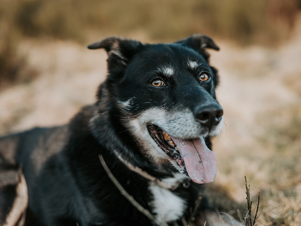 Zdravie a kondícia beaucerona