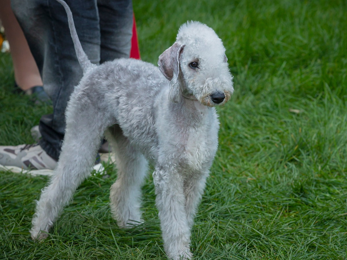 Zdravie a kondícia bedlington teriéra