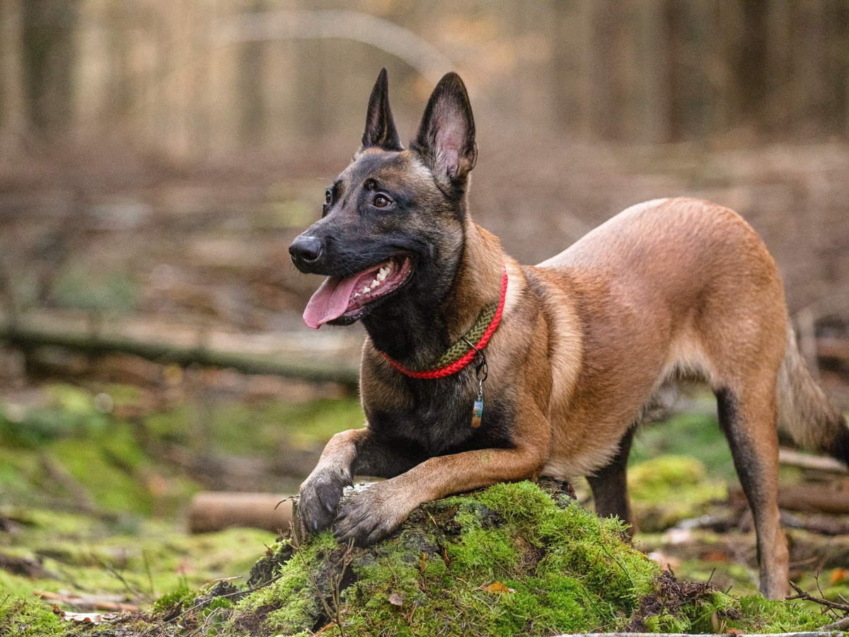 Aktívny belgický ovčiak malinois pri práci v lese