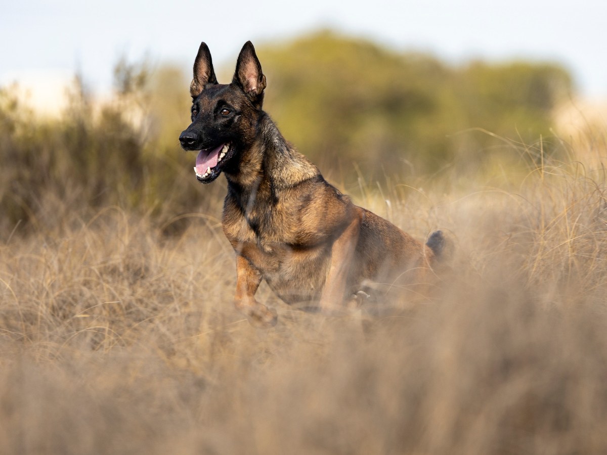 Belgický ovčiak malinois pri pohybe v prírode