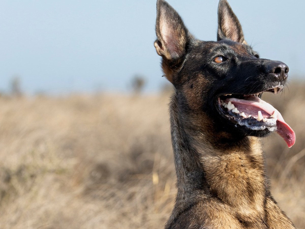 Belgický ovčiak malinois pripomínajúci pracovnú históriu plemena
