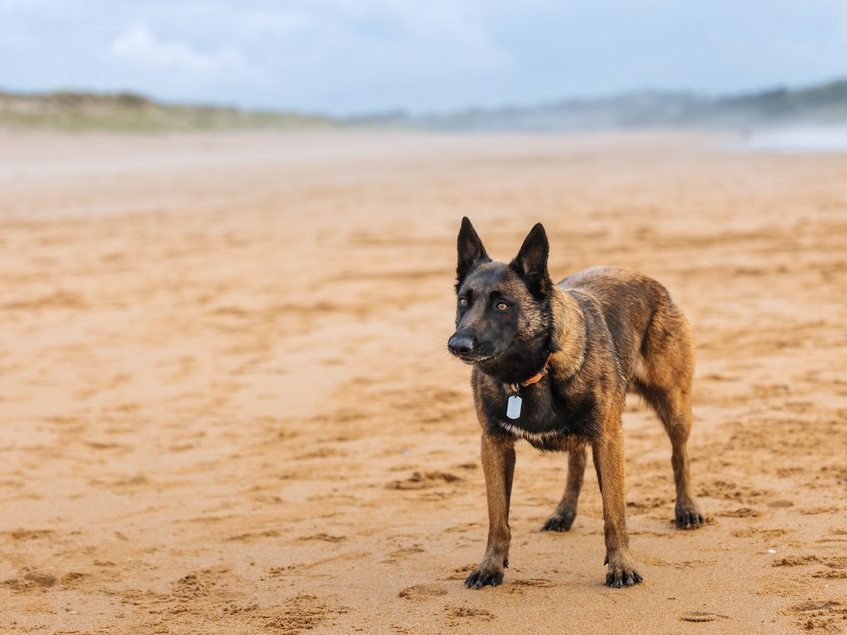 Zdravie a prevencia u belgického ovčiaka malinoisa