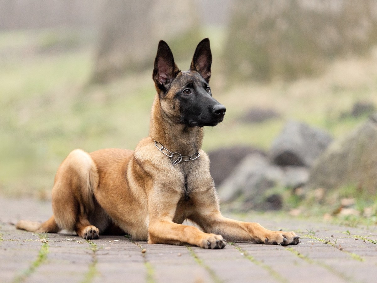 Starostlivosť o krátku srsť belgického ovčiaka malinoisa