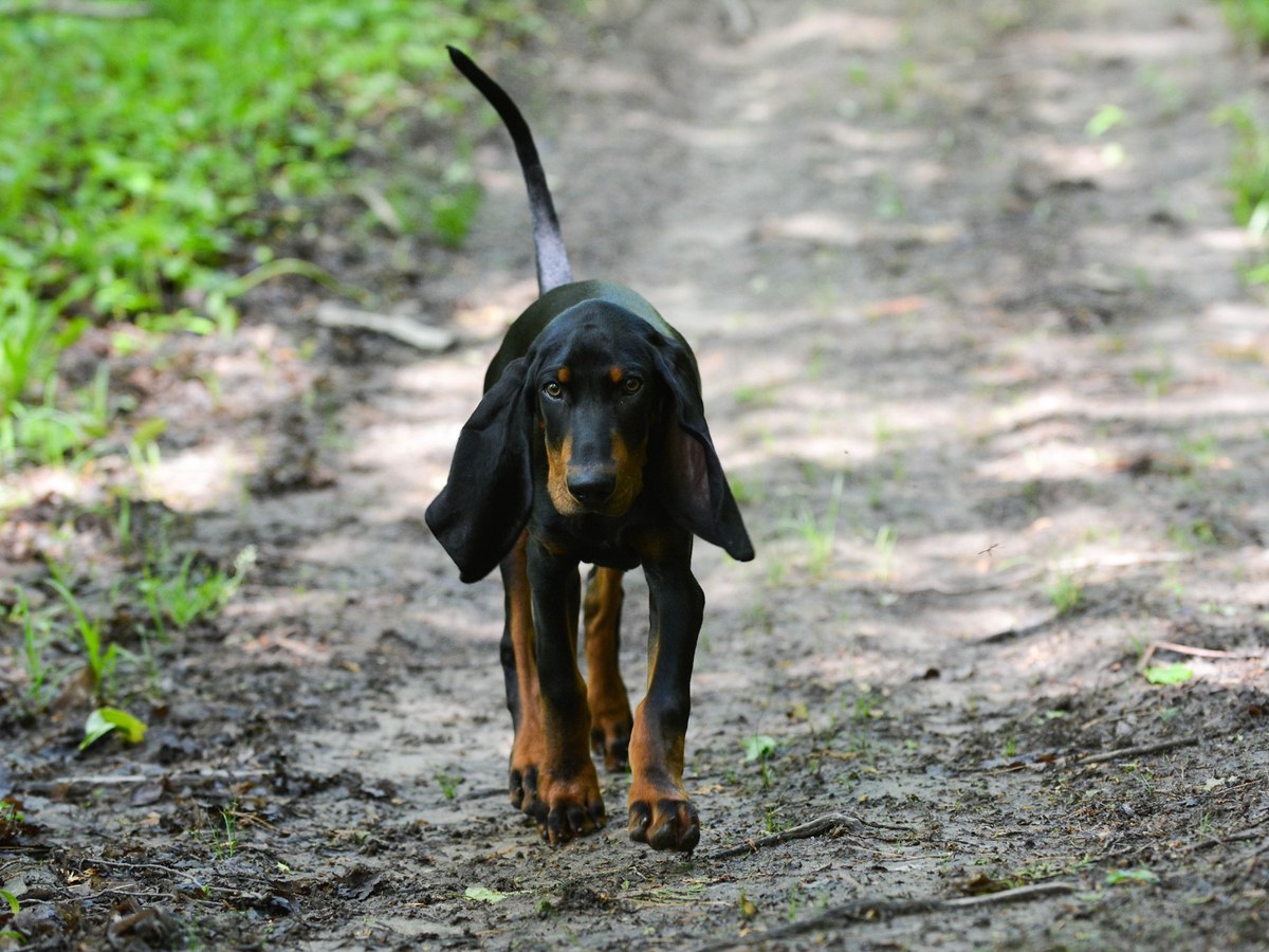 Black and Tan Coonhound v lesním prostředí připomínajícím jeho pracovní původ